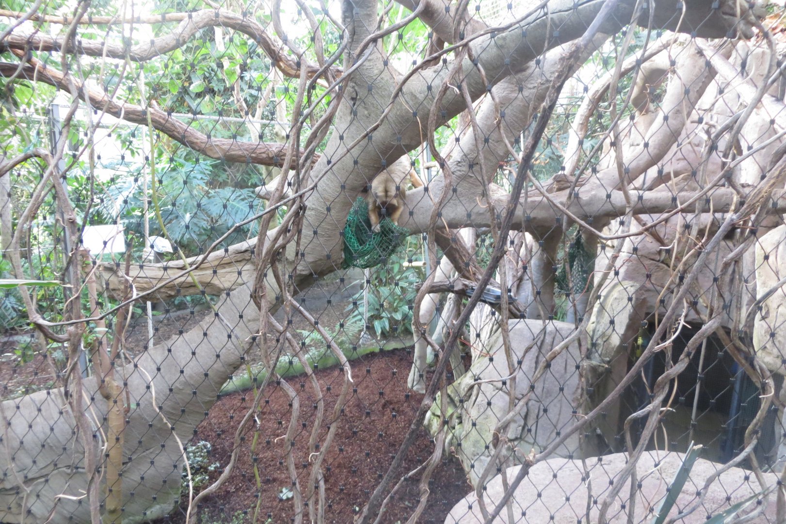 Amazonienhaus - Black-and-gold howler 011218
