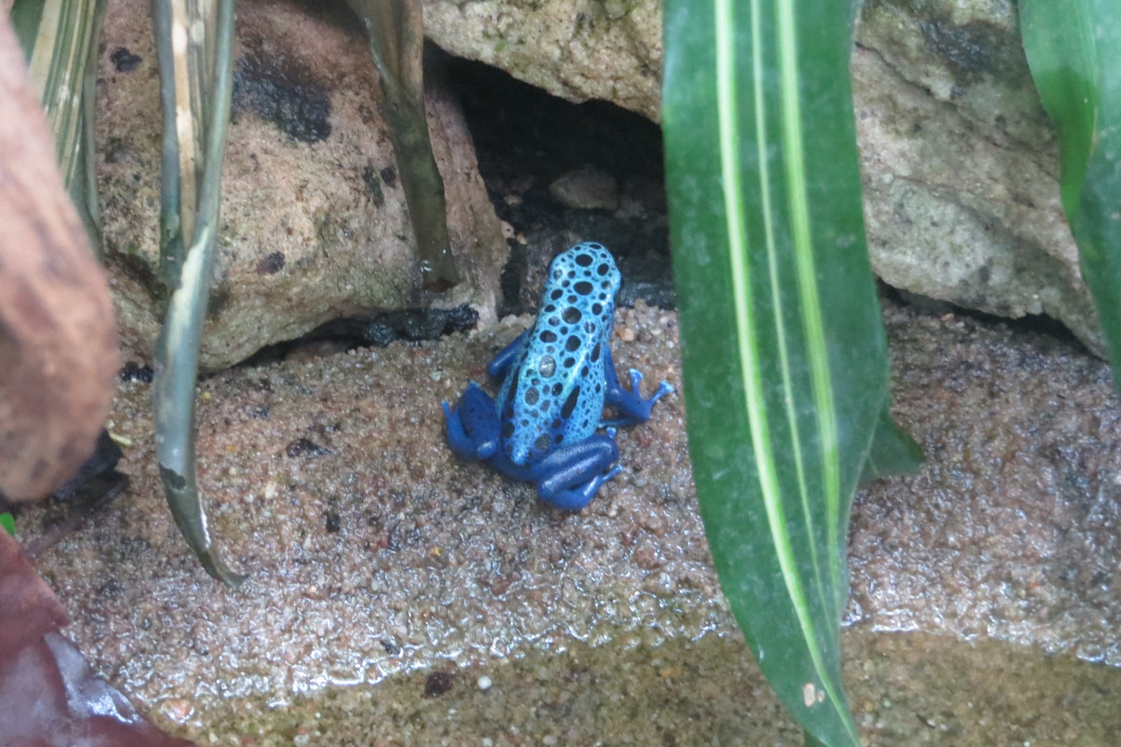 Amazonienhaus - Blue poison dart frog 011218