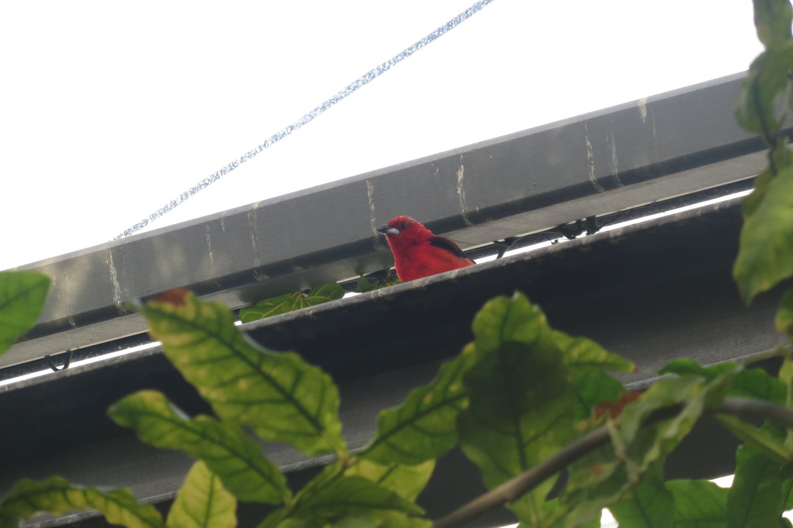 Amazonienhaus - Brazilian tanager 011218
