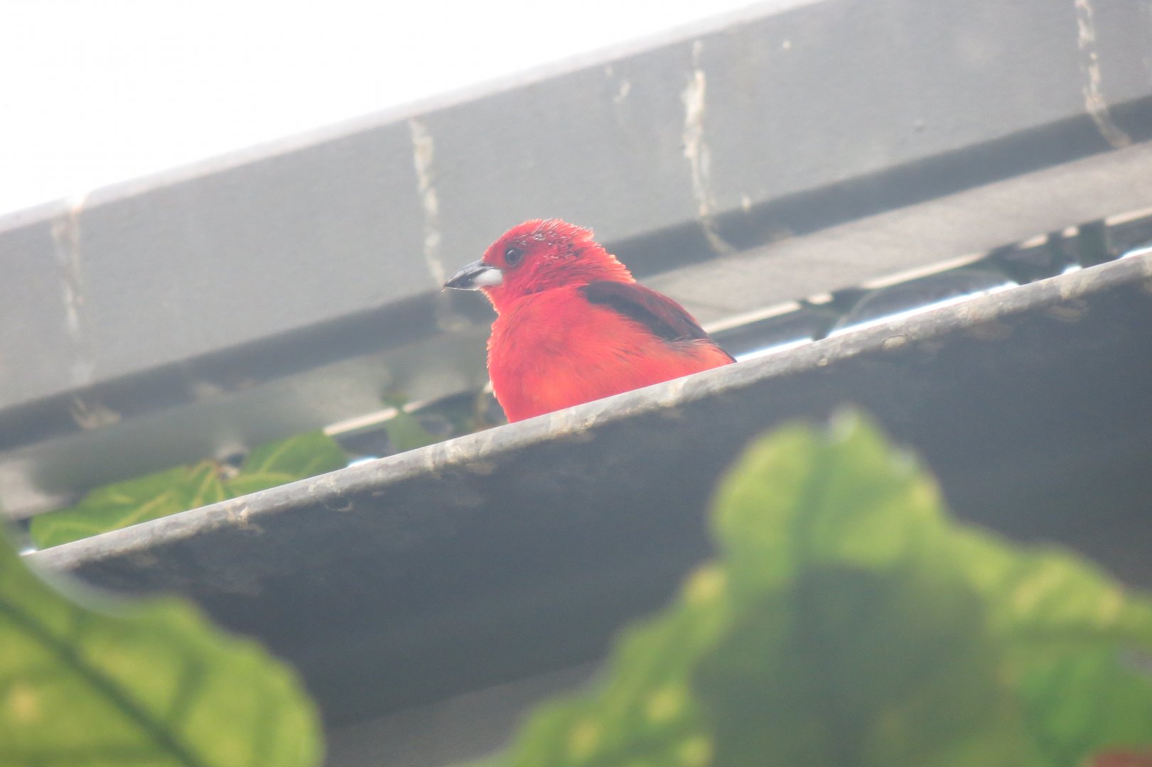 Amazonienhaus - Brazilian tanager 011218