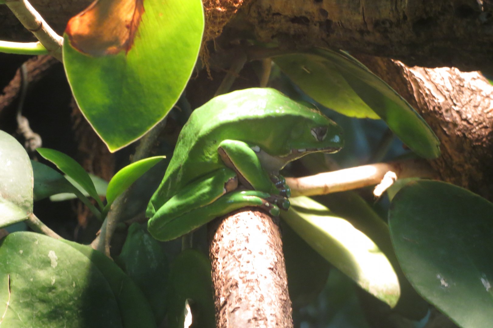 Amazonienhaus - Giant waxy tree frog 011218