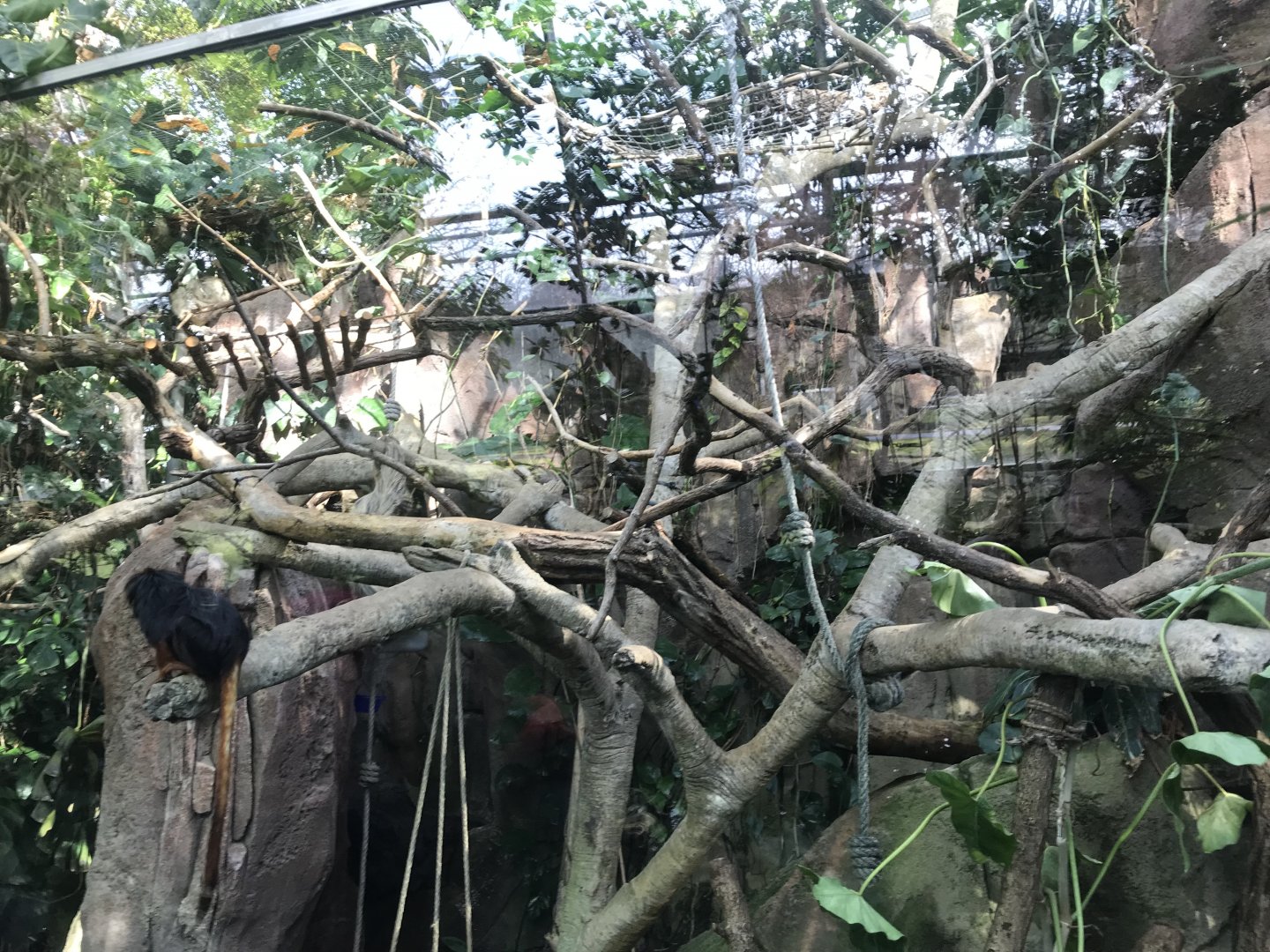 Amazonienhaus - Golden-headed lion tamarin and White-faced saki exhibit 011218