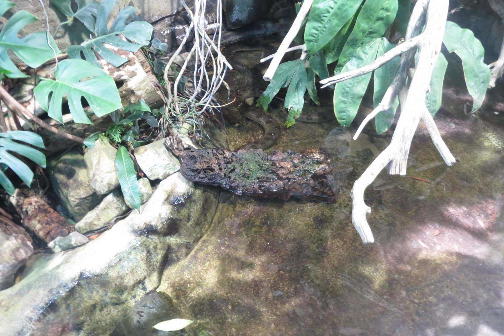 Amazonienhaus - Green anaconda 011218