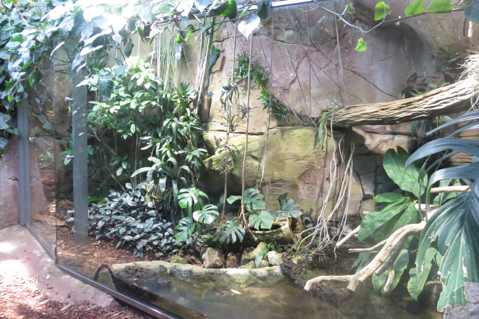 Amazonienhaus - Green anaconda exhibit 011218