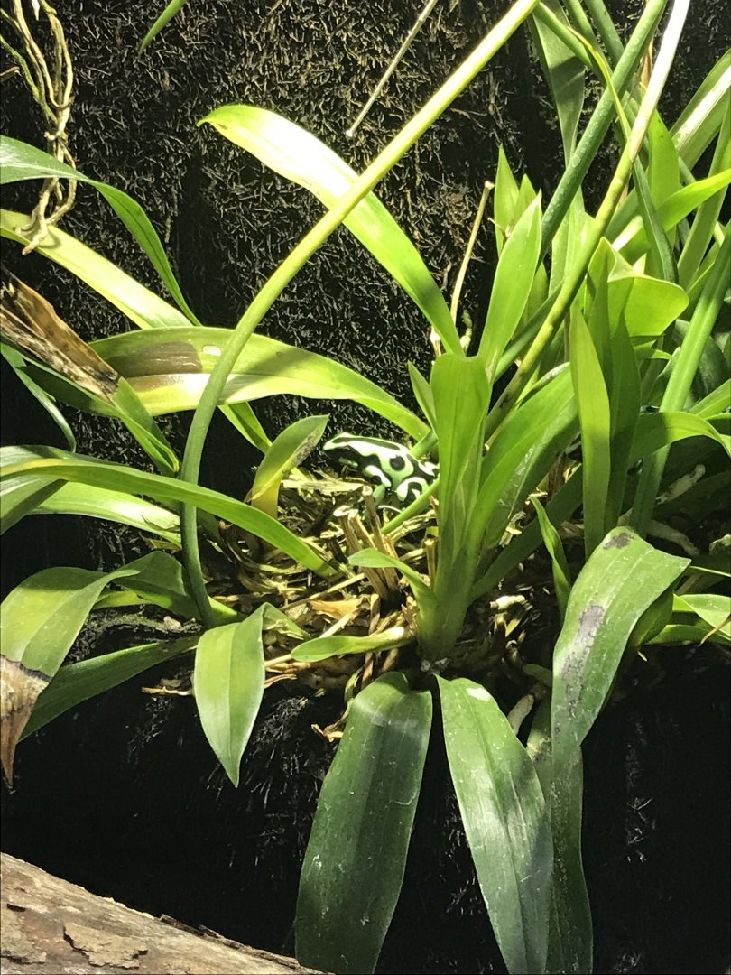 Amazonienhaus - Green and black poison dart frog 011218