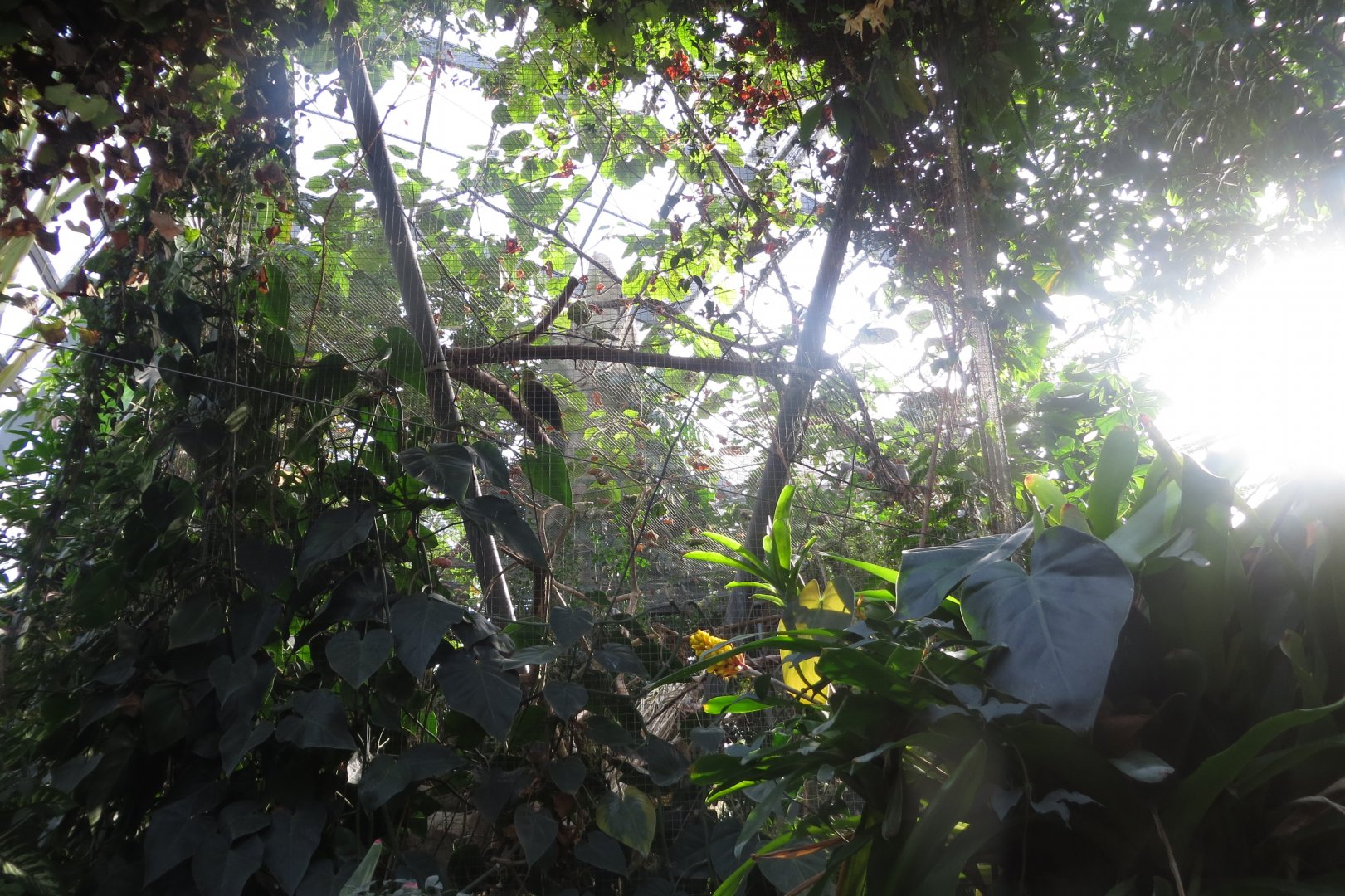 Amazonienhaus - Green oropendola aviary 011218