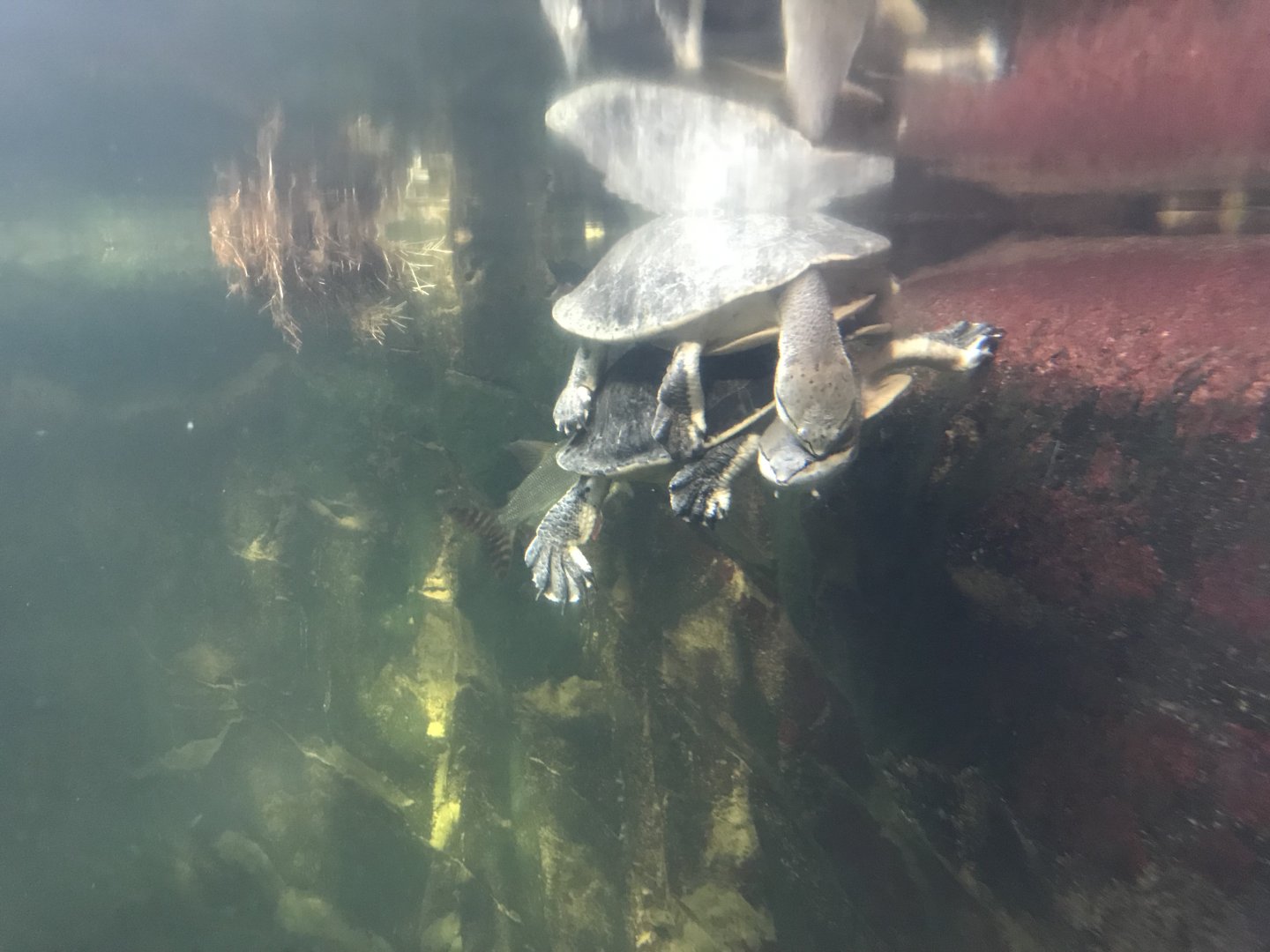 Amazonienhaus - Hilaire's side-necked turtles 011218