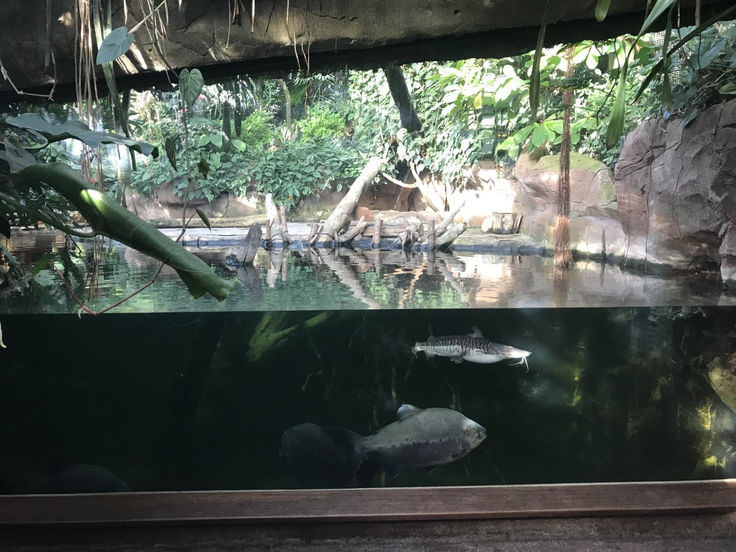 Amazonienhaus - large tank 011218