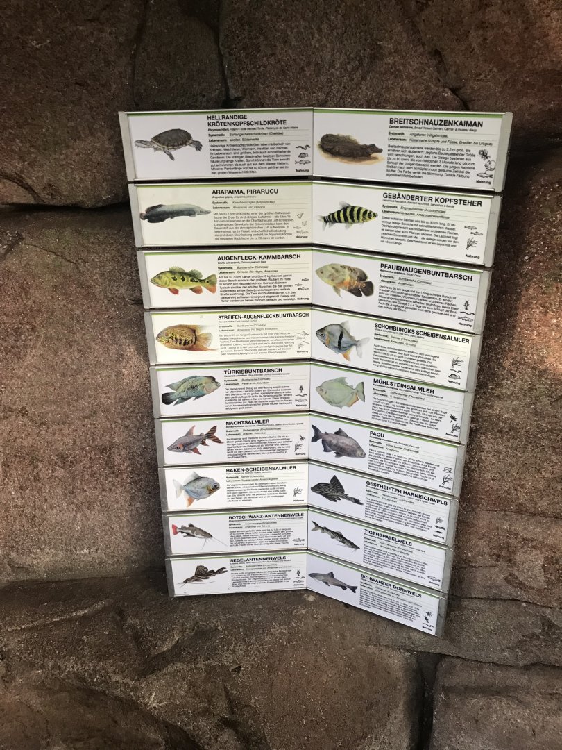 Amazonienhaus - large tank inhabitants 011218