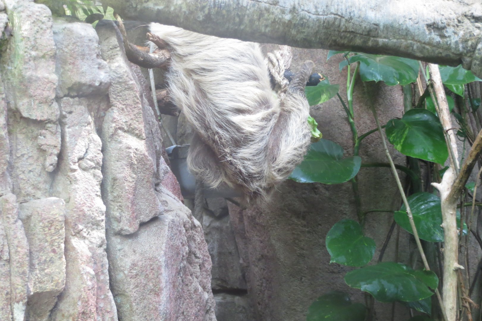 Amazonienhaus - Linnaeus' two-toed sloth 011218