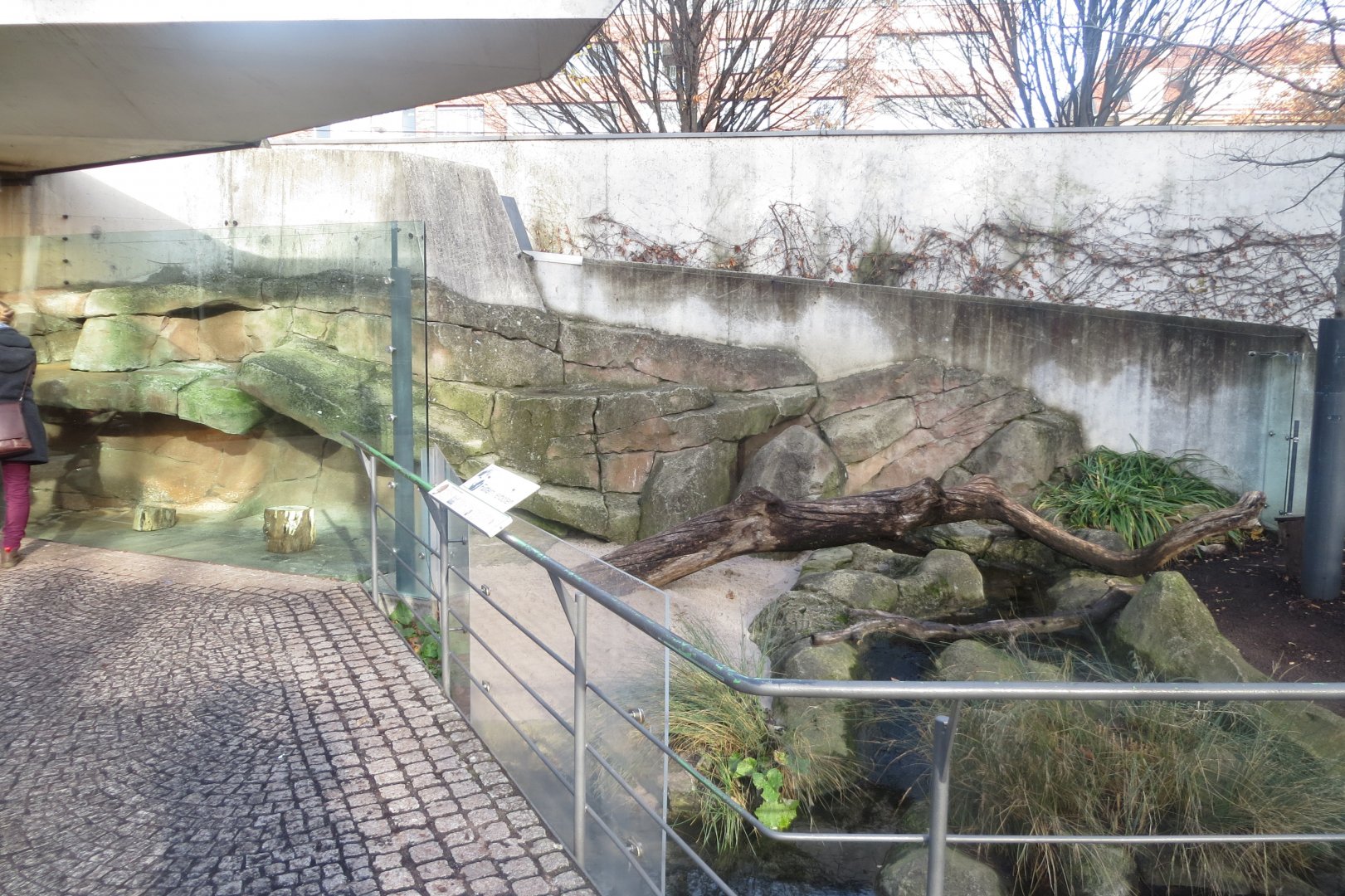 Amazonienhaus - outdoor Coati exhibit 011218