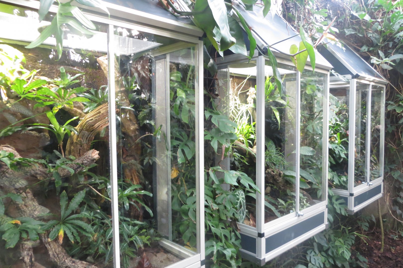 Amazonienhaus - second set of amphibian terraria 011218