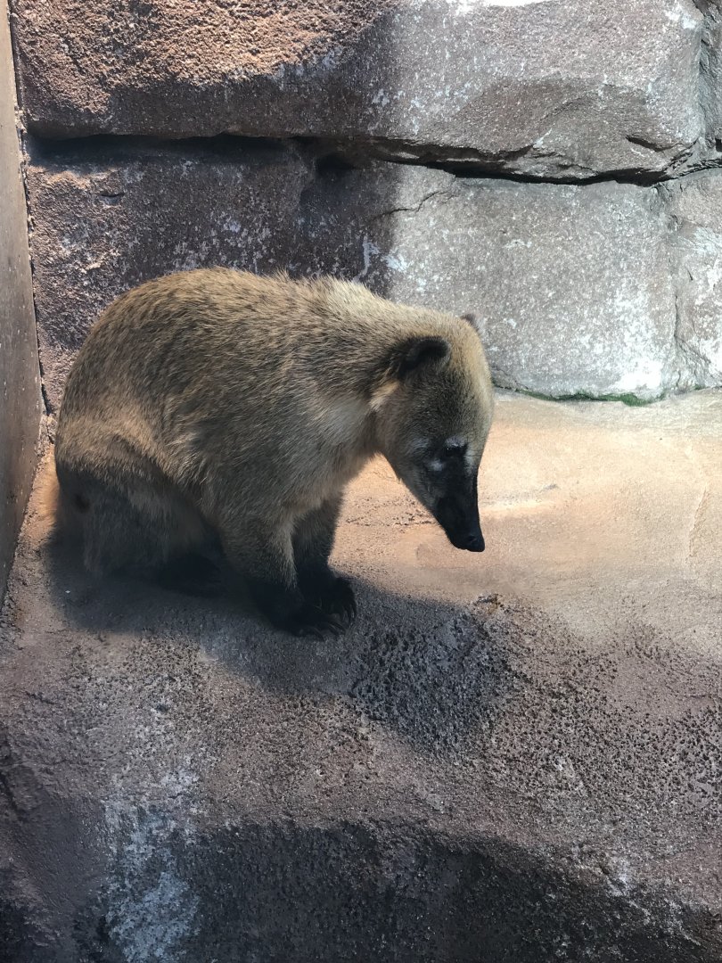 Amazonienhaus - South American coati 011218