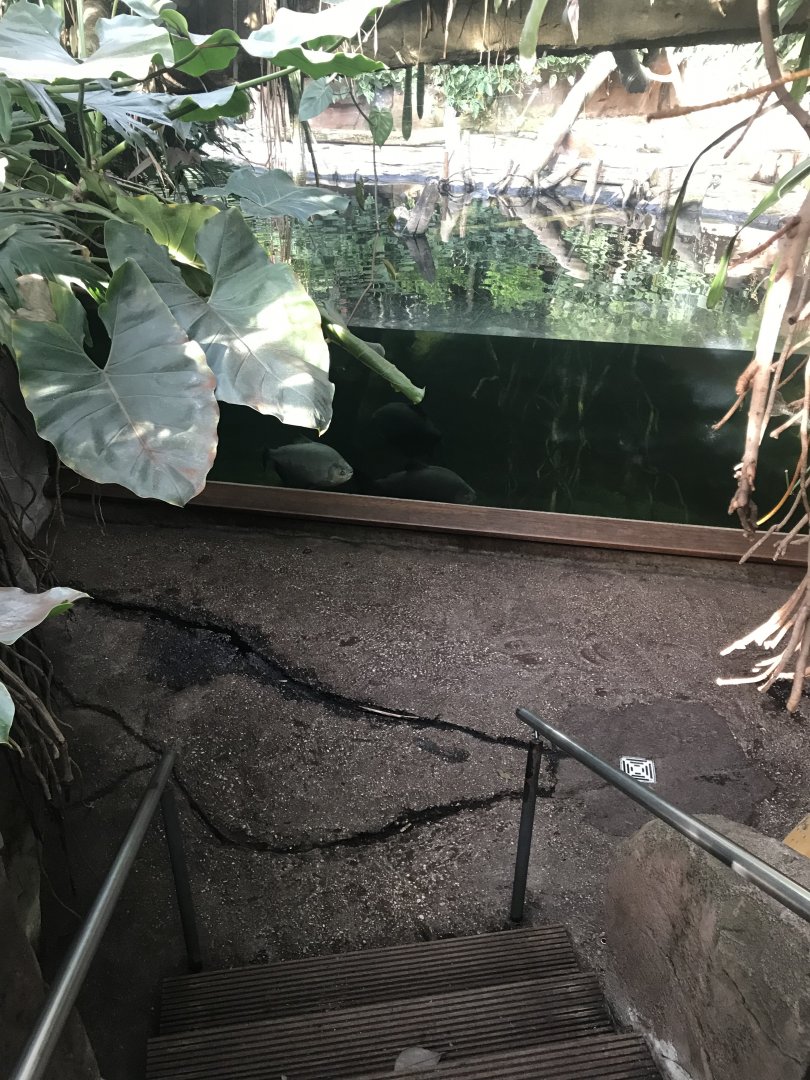Amazonienhaus - steps down to large tank 011218