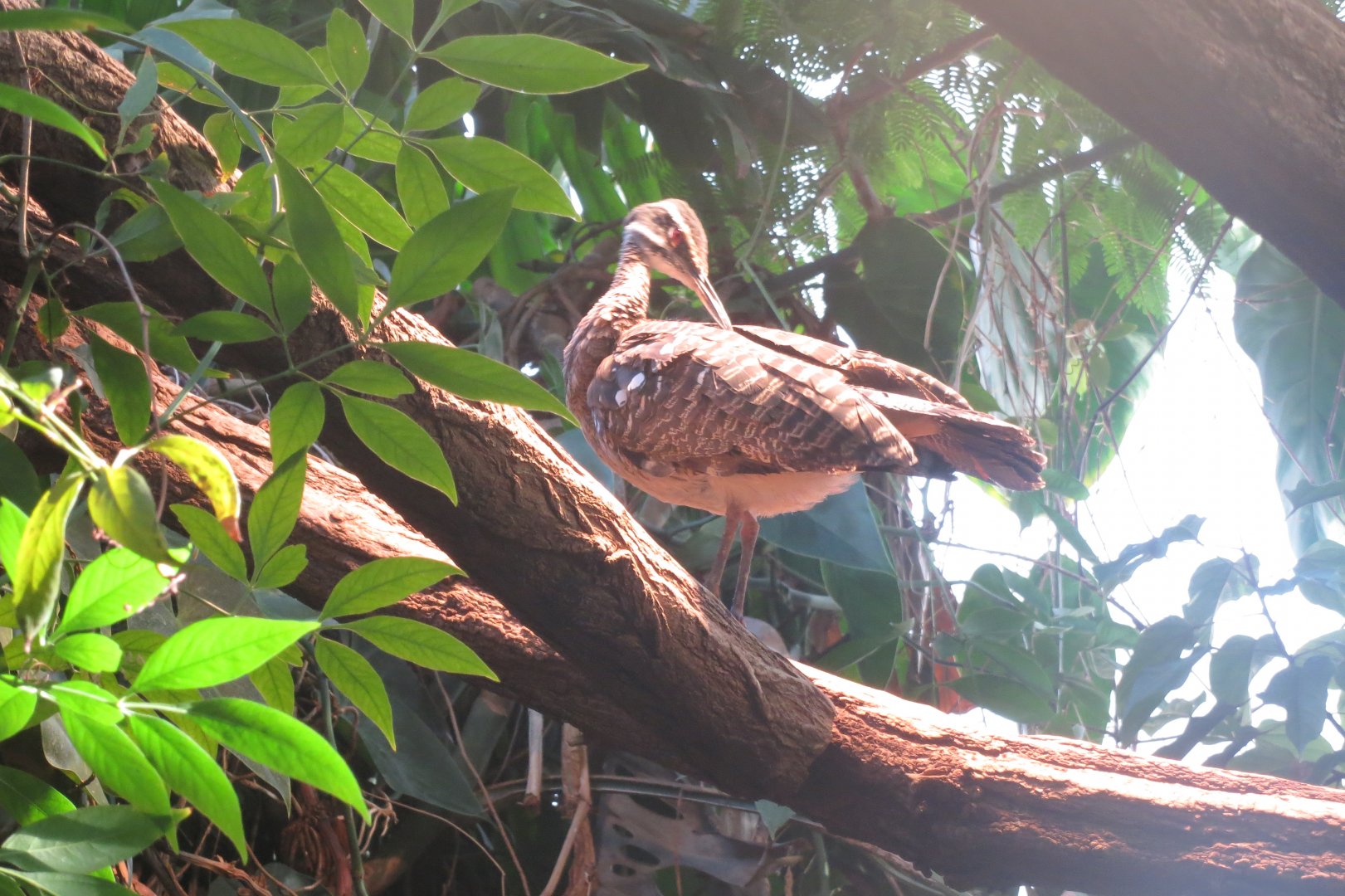 Amazonienhaus - Sunbittern 011218