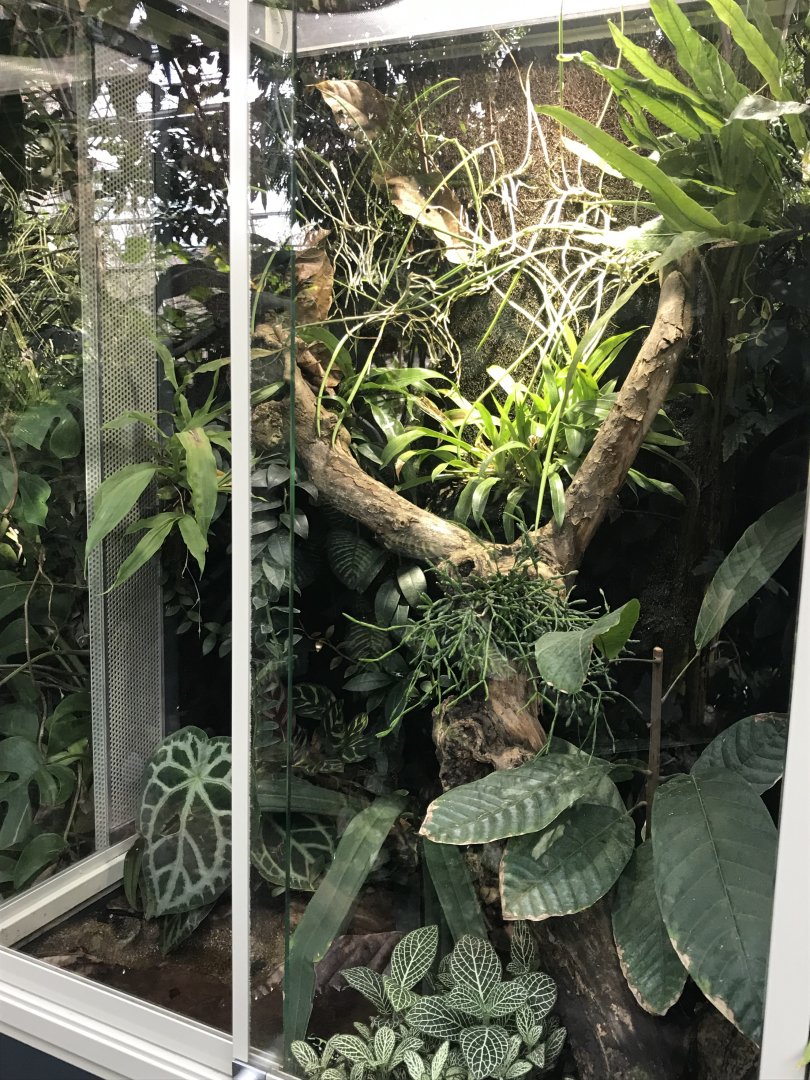 Amazonienhaus - terrarium 011218