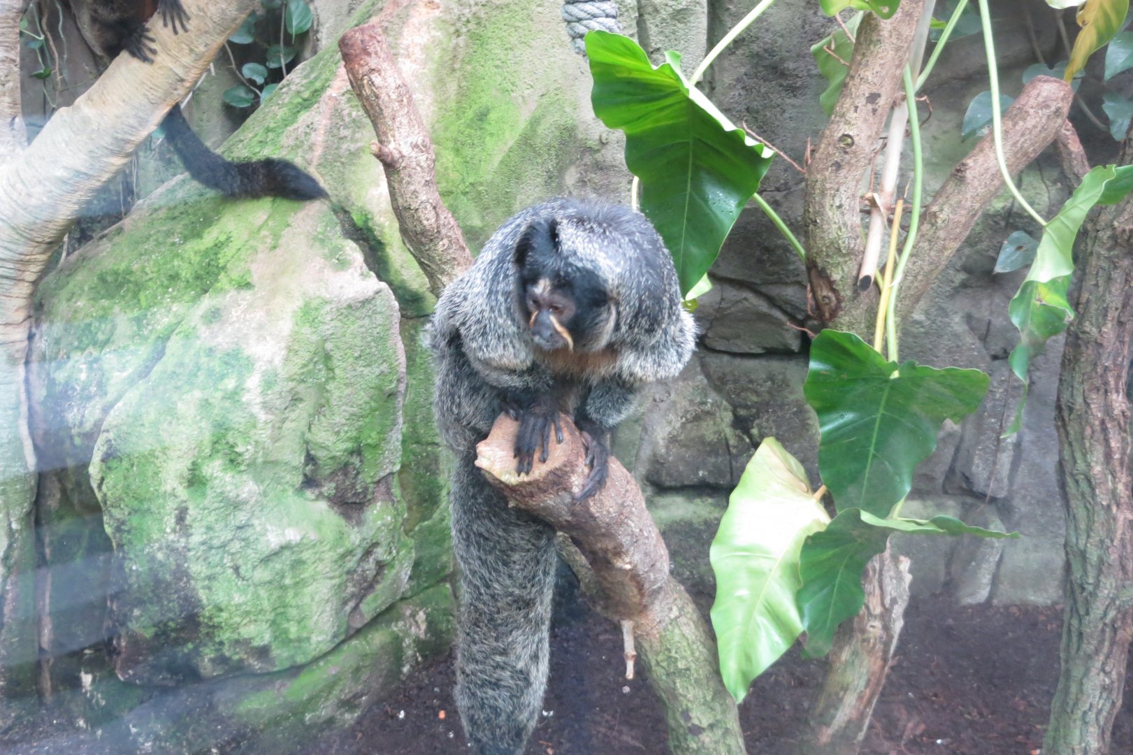 Amazonienhaus - White-faced saki 031218
