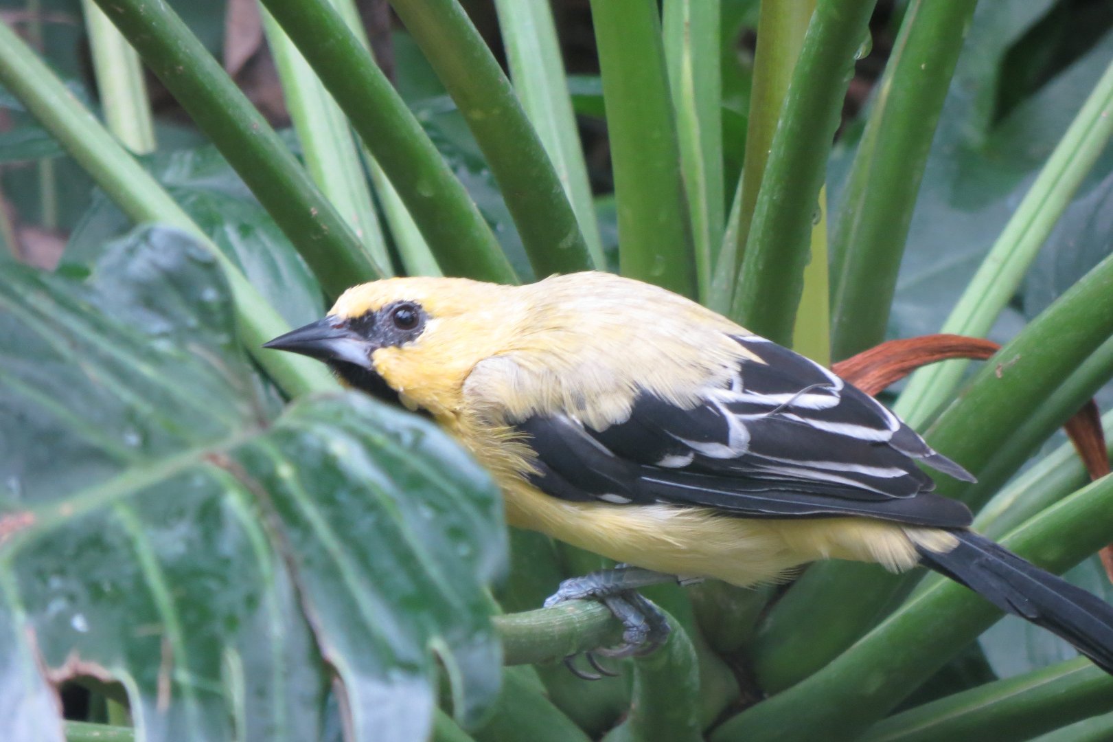 Amazonienhaus - Yellow oriole 031218