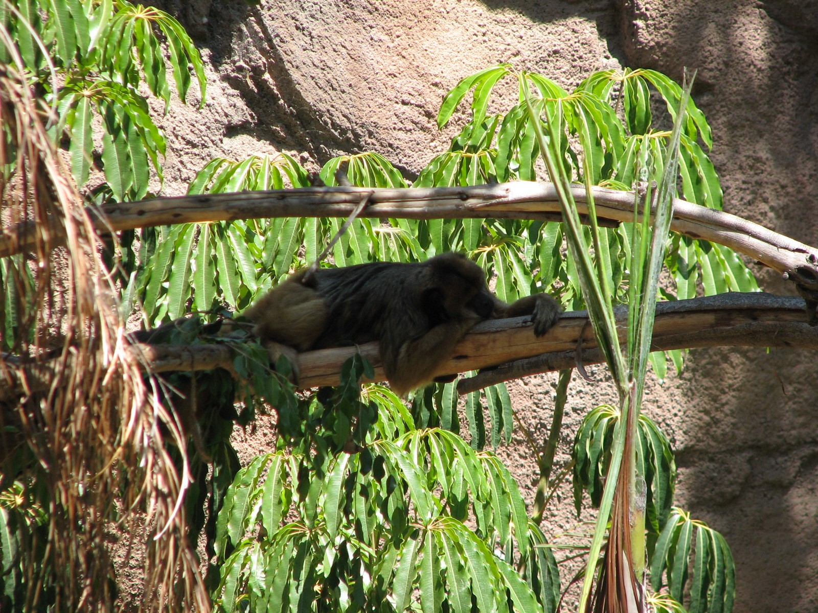 Amazons Edge - Black Howler Monkey