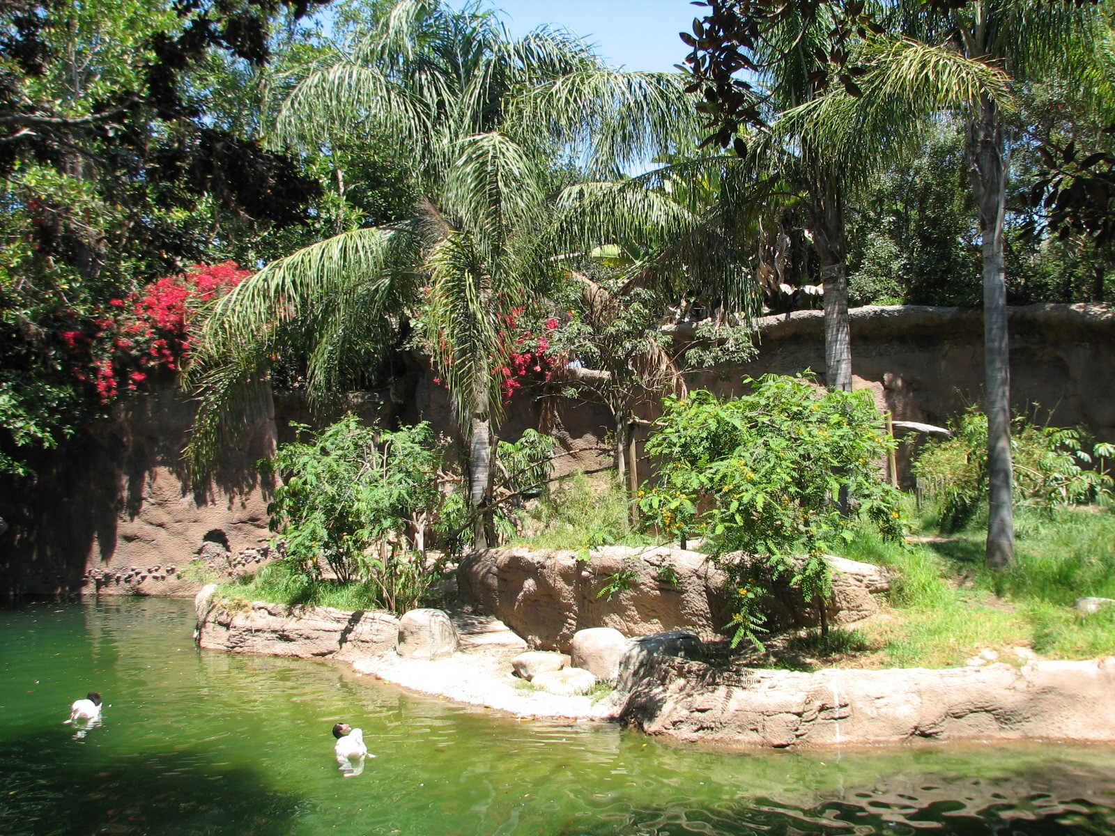 Amazons Edge - Habitat