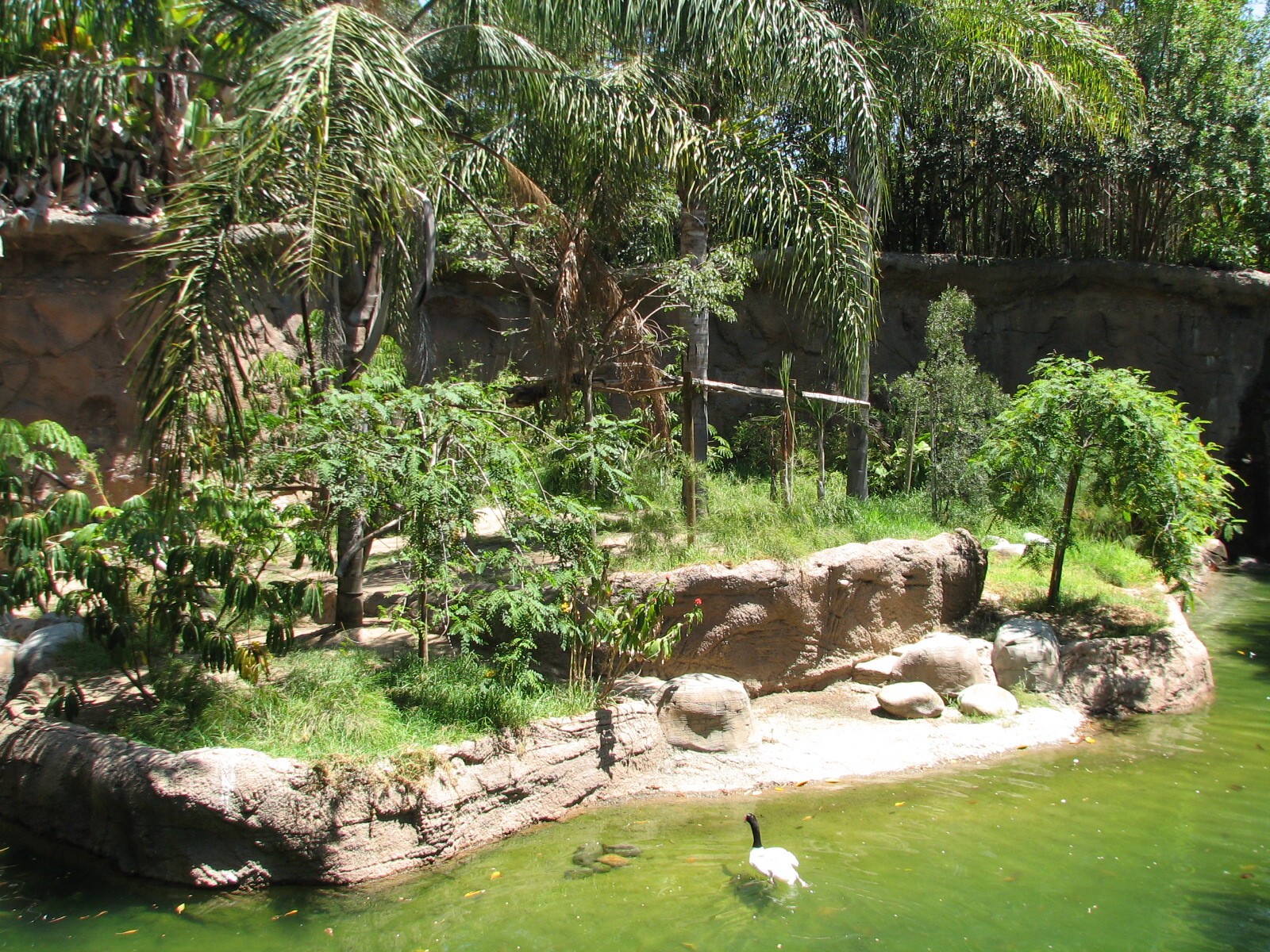 Amazons Edge - Habitat