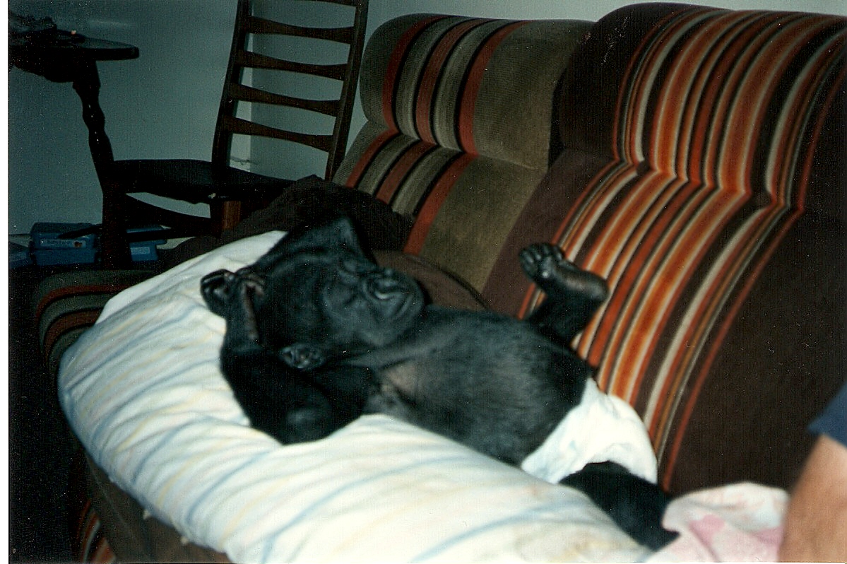 Ambam baby pictures Howletts 1991 onwards