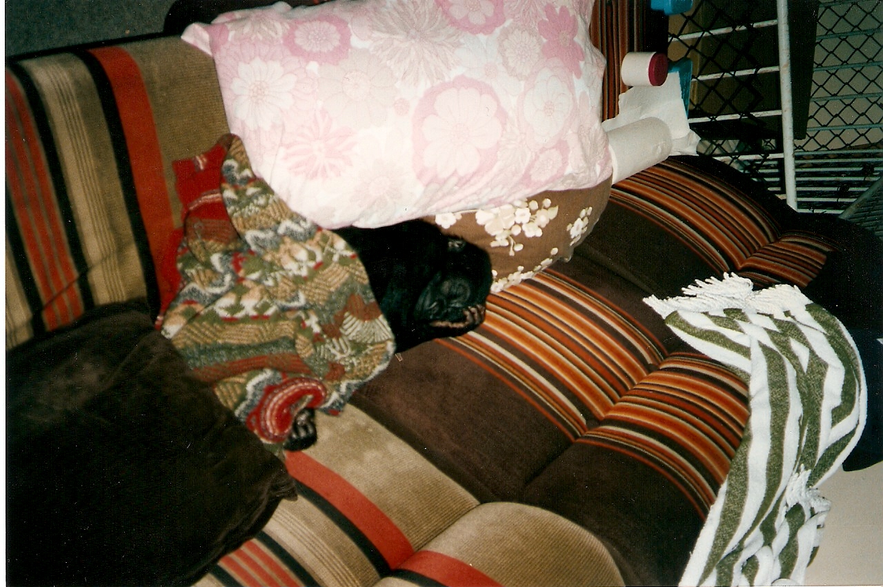 Ambam baby pictures Howletts 1991 onwards