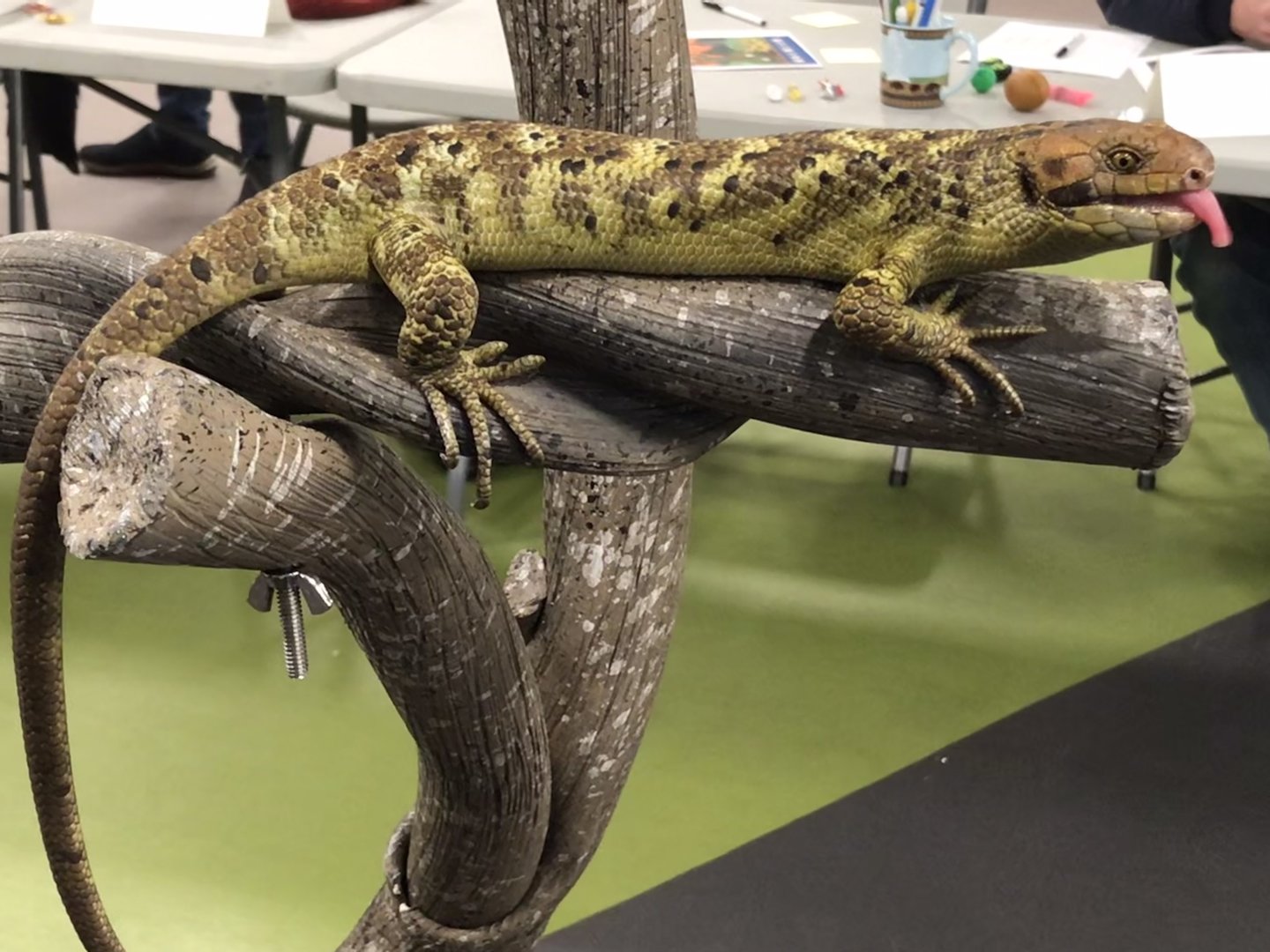 Ambassador Animal: Prehensile-tailed Skink