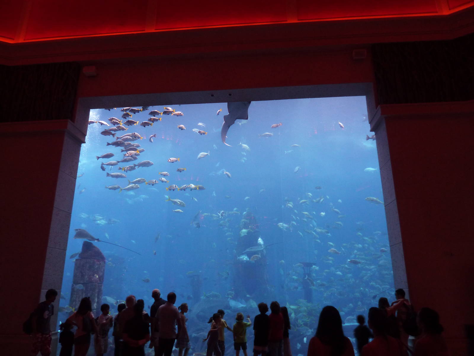 Ambassador lagoon viewing window