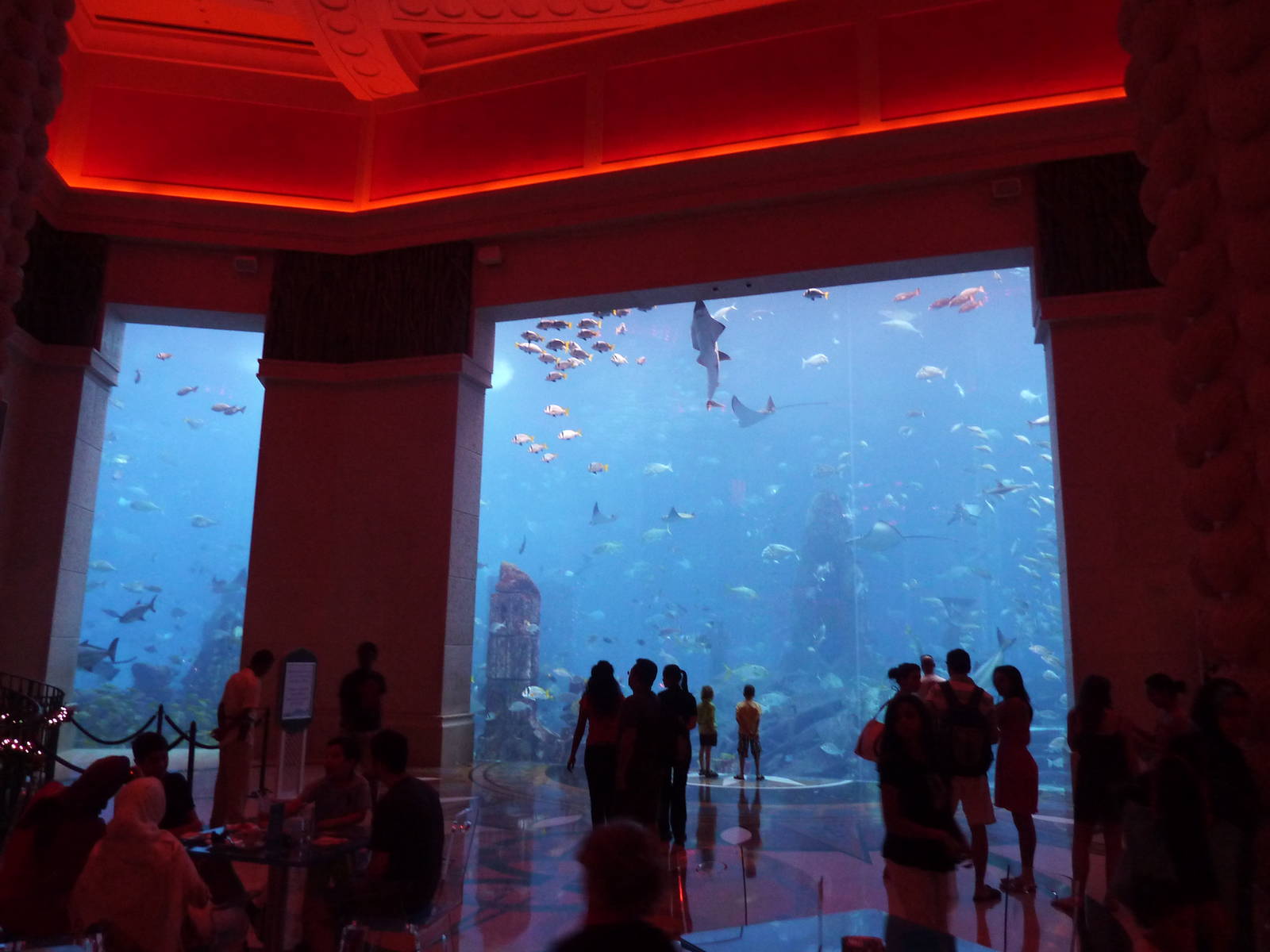 Ambassador lagoon viewing windows