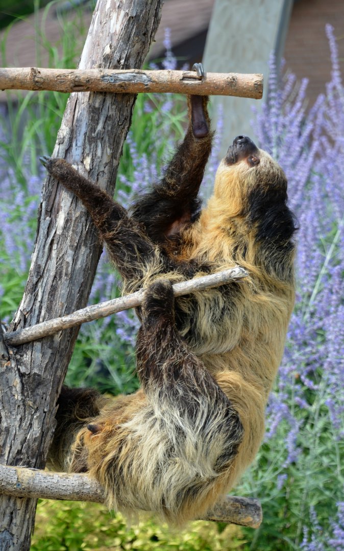 Ambassador sloth Jonnie