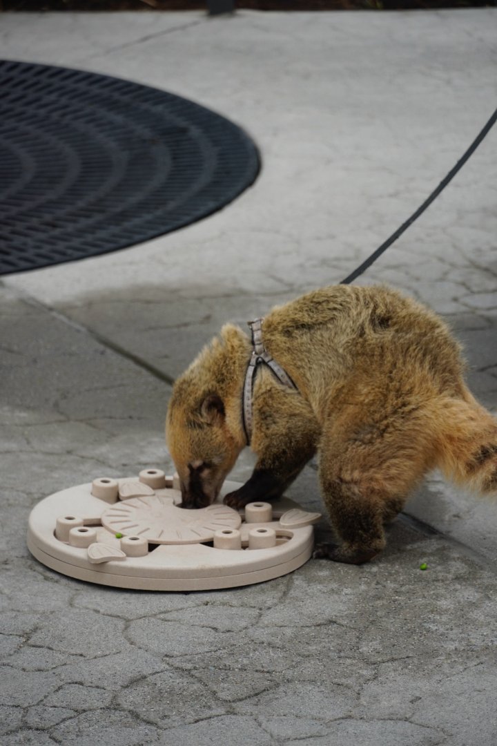 Ambassador South American Coati
