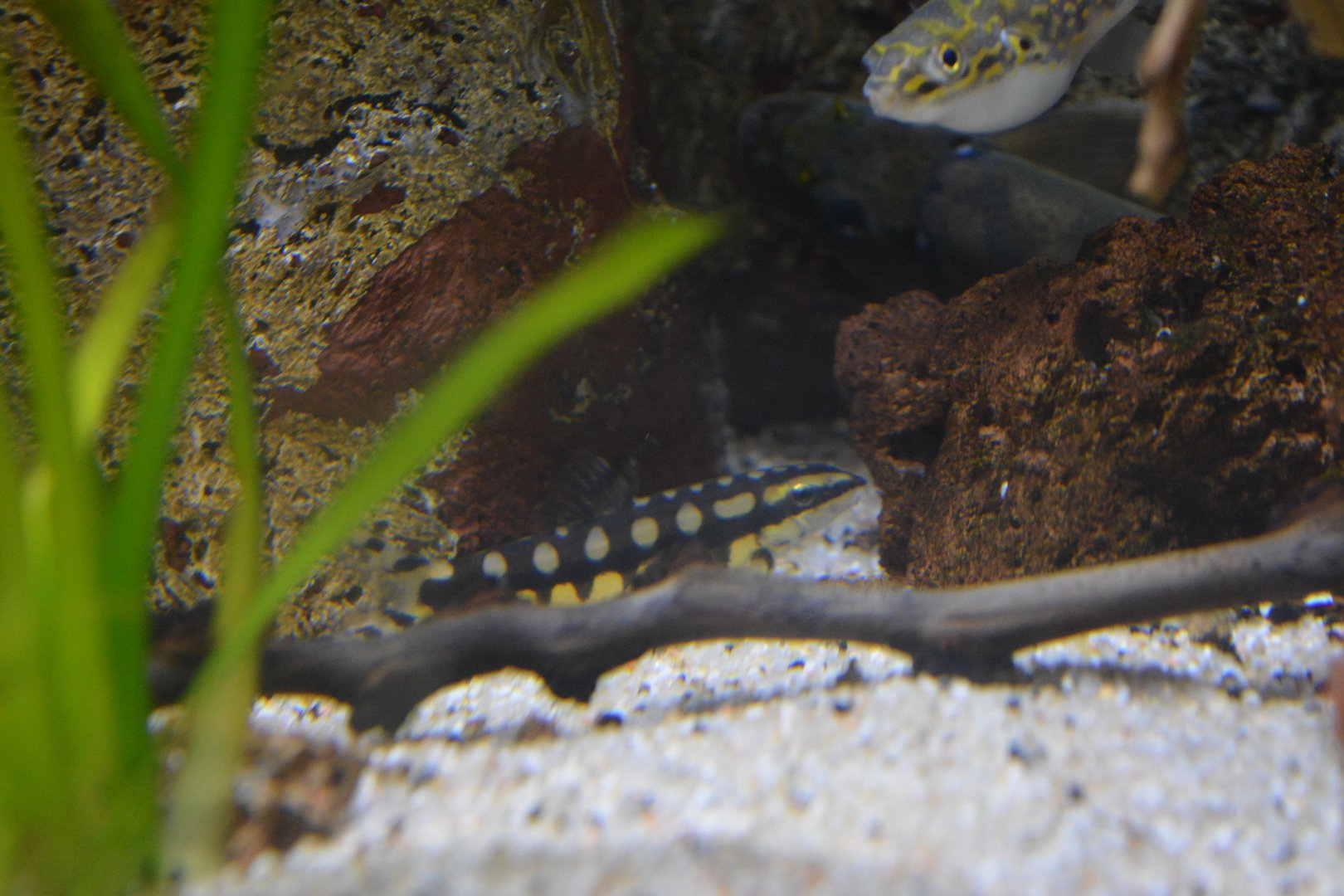 Ambastia sidthimunki