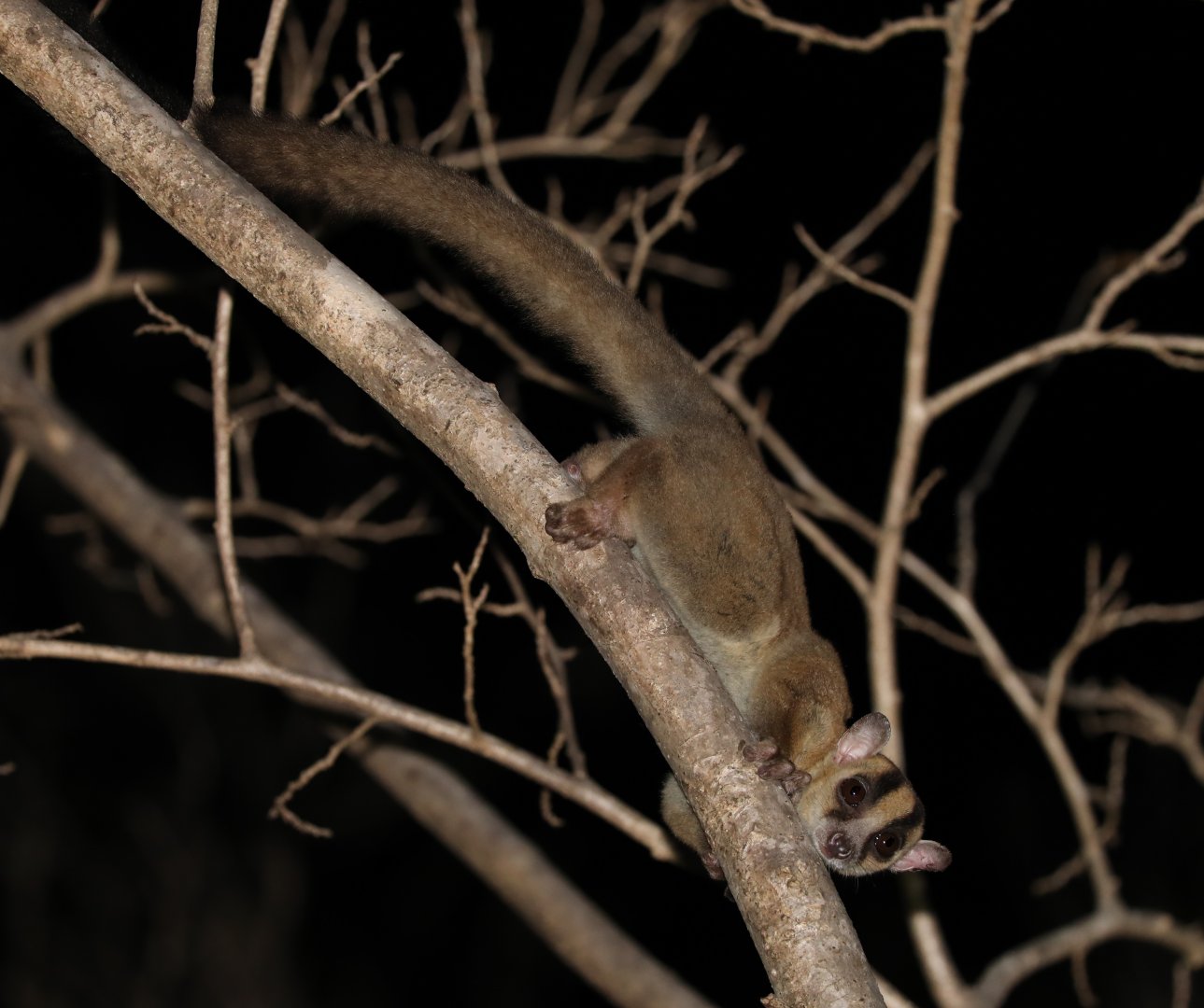 Amber Mountain fork-marked lemur (Phaner electromontis)