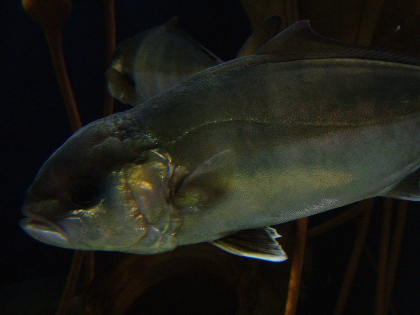 Amberjack at SeaLife Berlin, 05/09/11