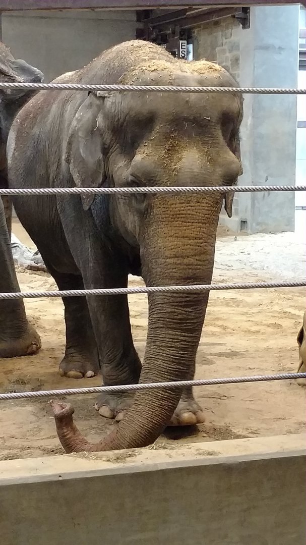 Ambika, 71, Smithsonian National Zoo