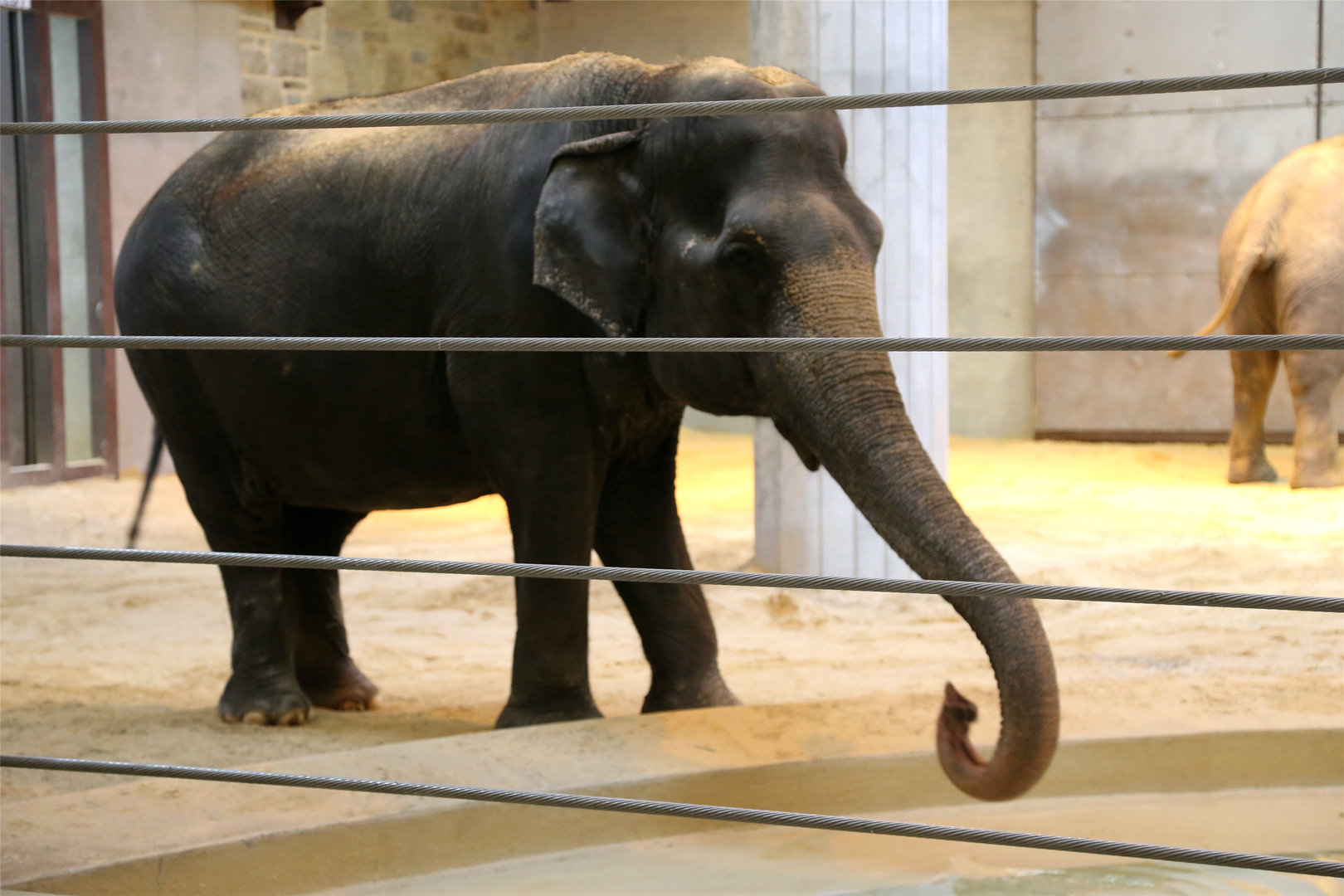 Ambika the Asian Elephant (1948-2020.3.27)