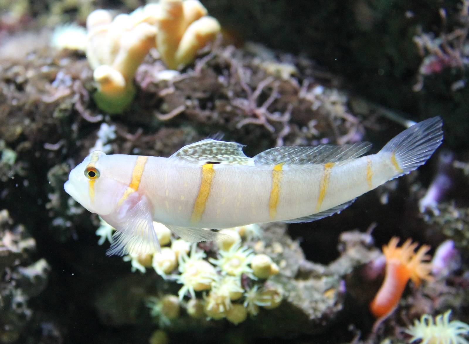 Ambleyeleotris randalli