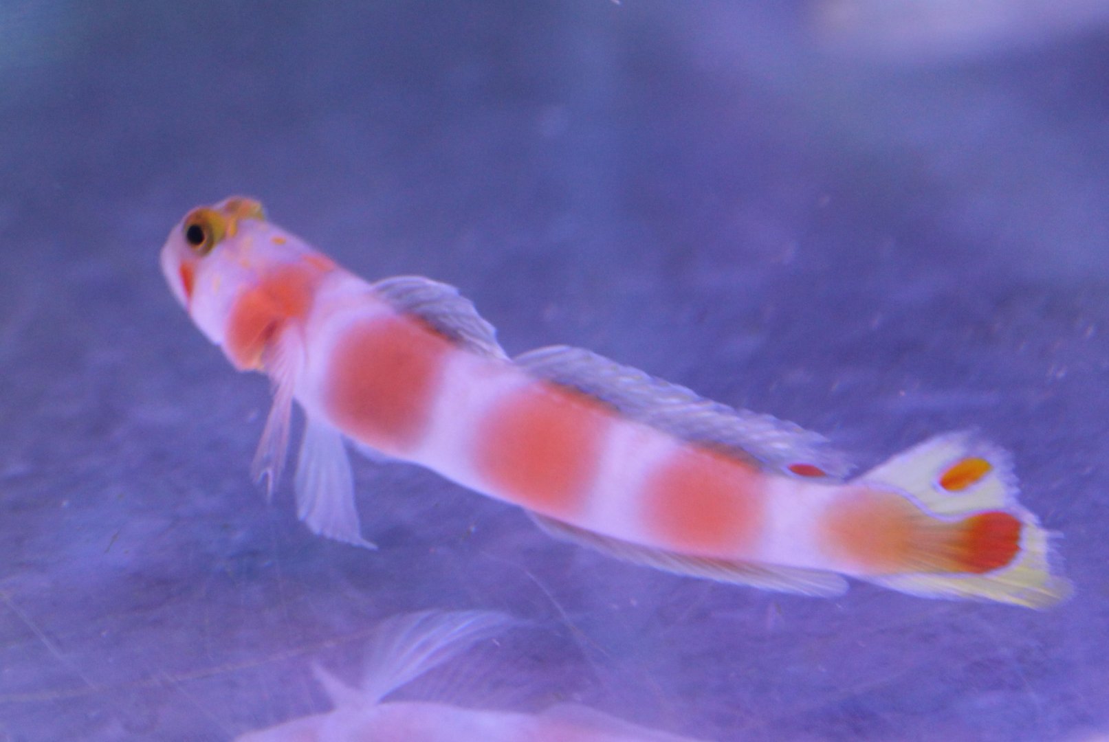 Amblyeleotris aurora