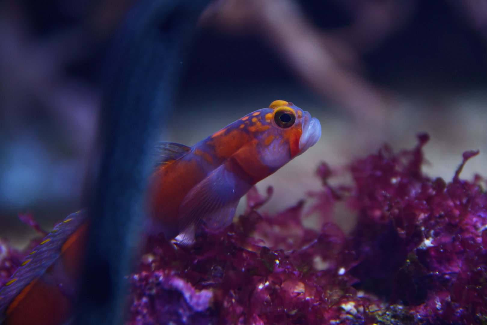 Amblyeleotris aurora