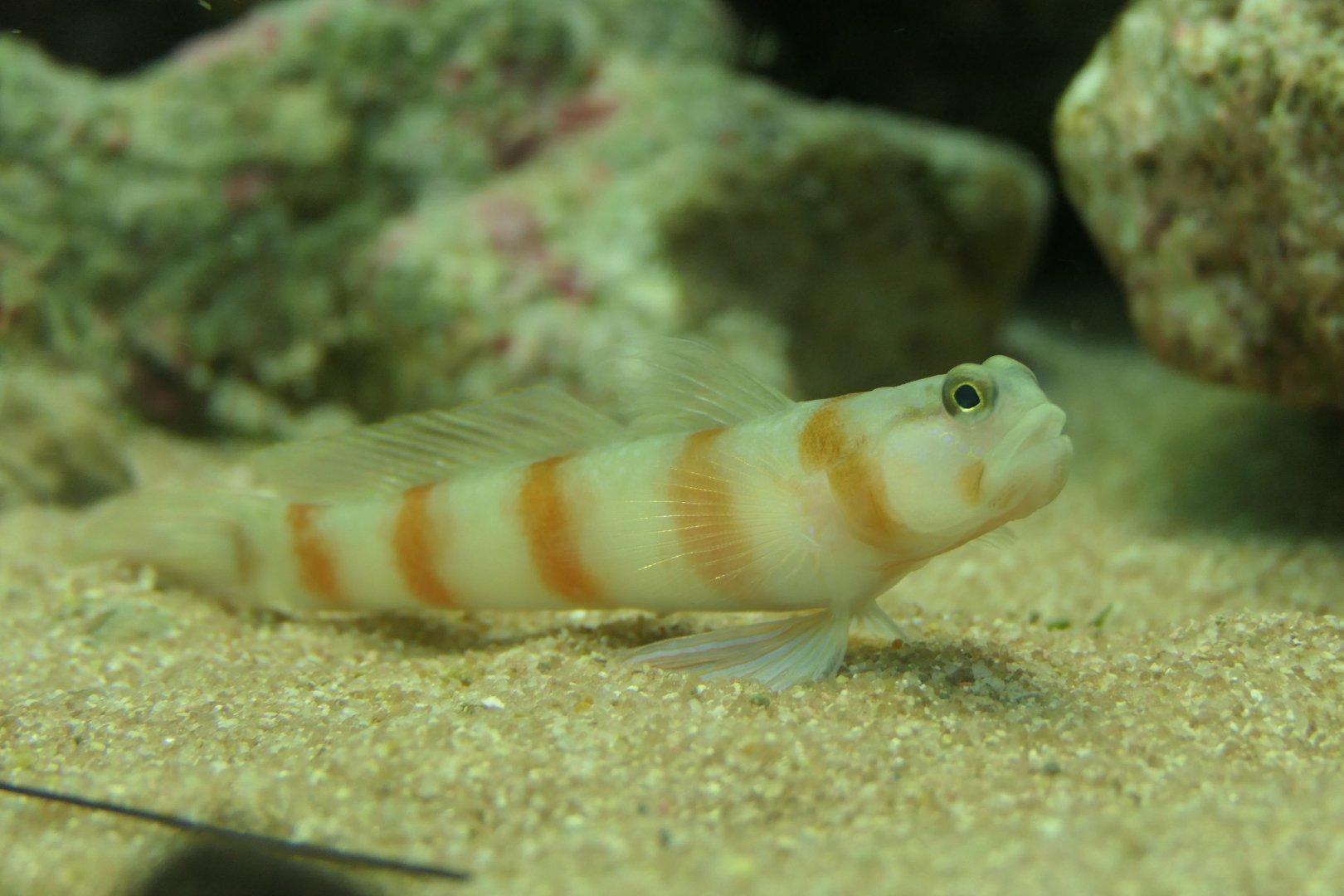 Amblyeleotris japonica