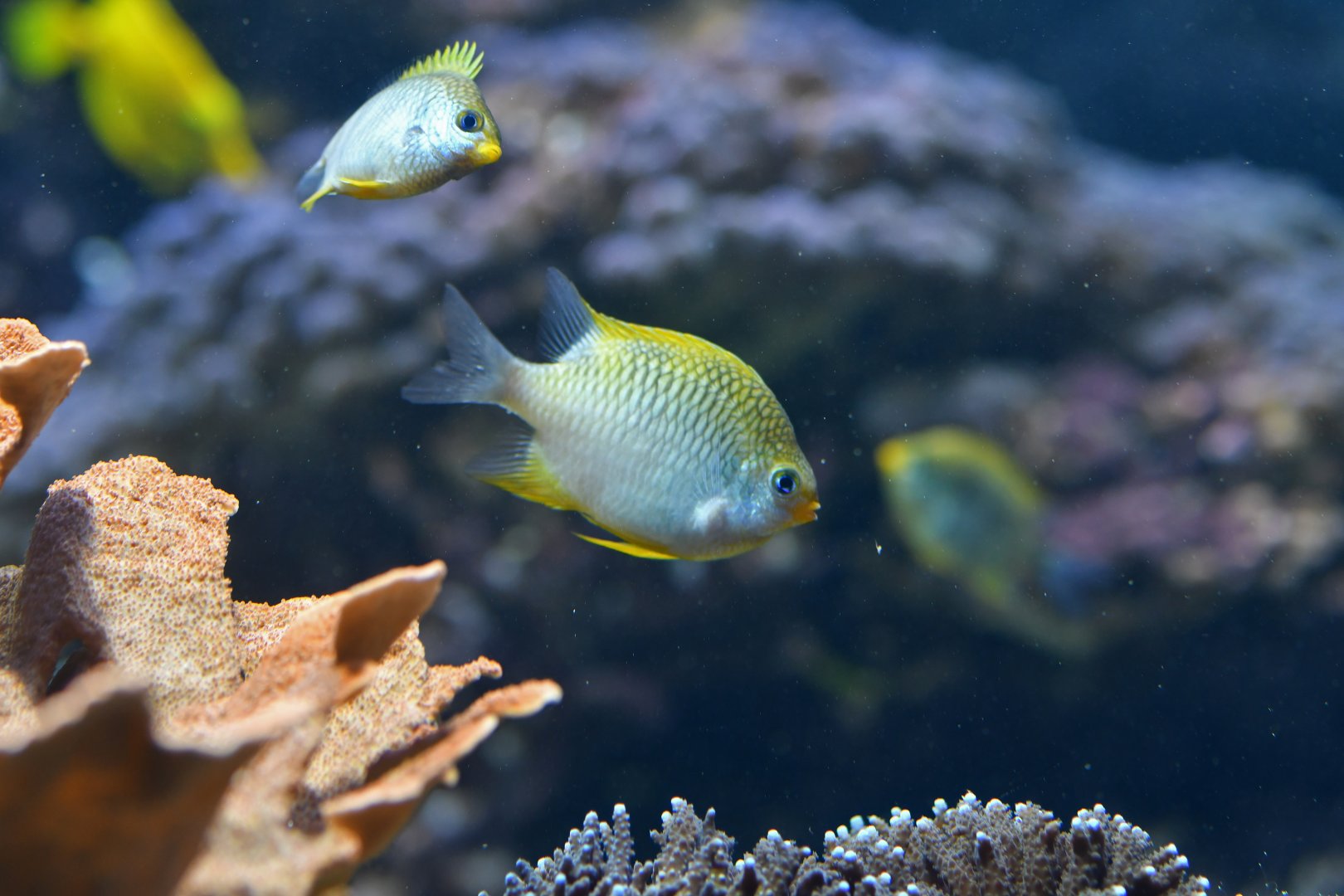 Amblyglyphidodon curacao