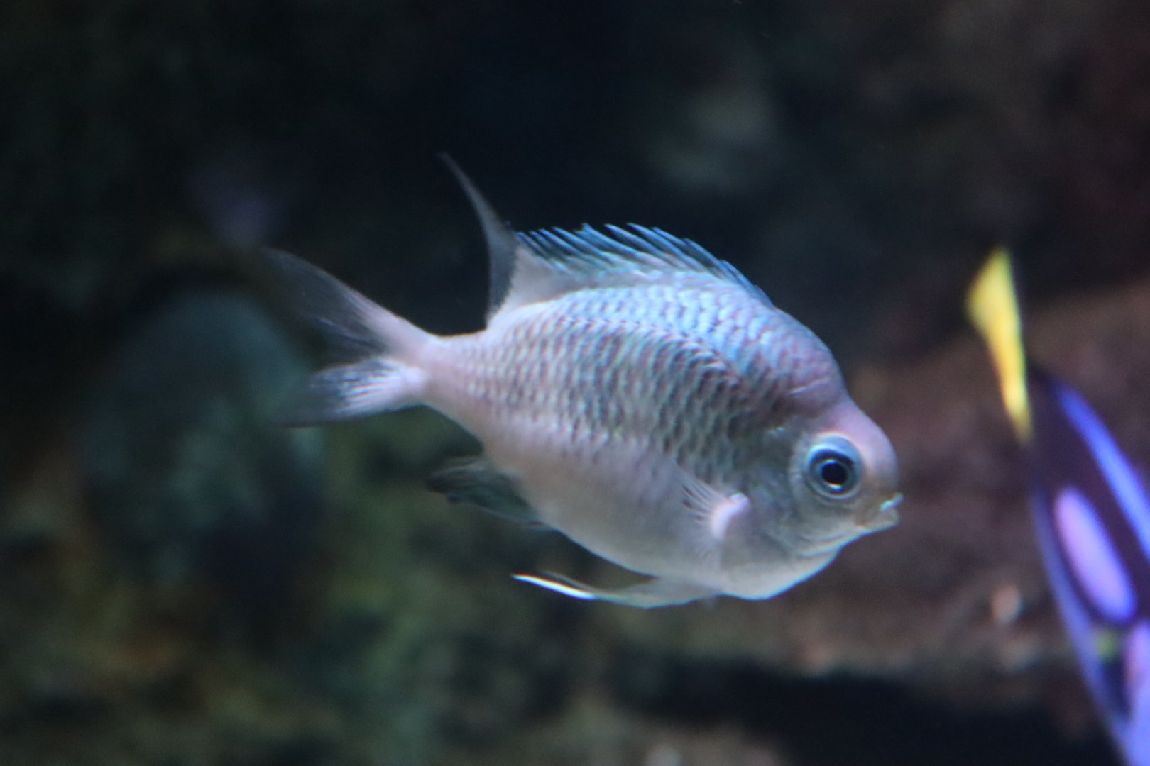 Amblyglyphidodon curacao?