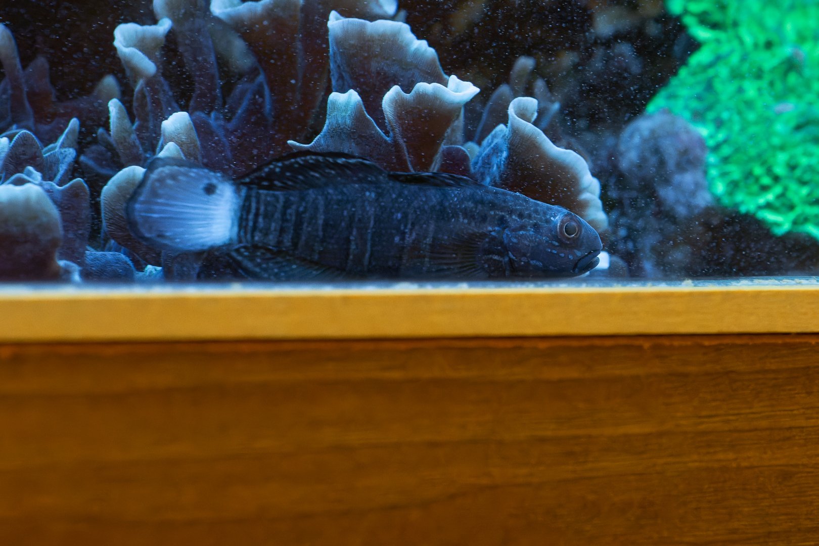 Amblygobius phalaena? - Zoo Olomouc