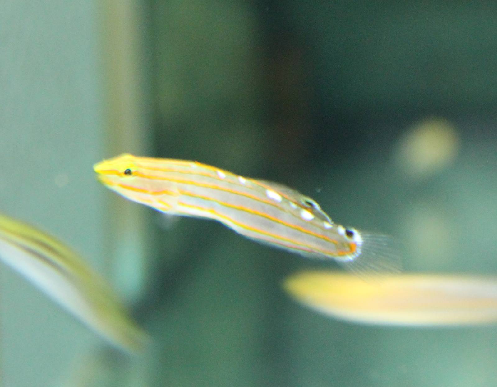 Amblygobius rainfordi