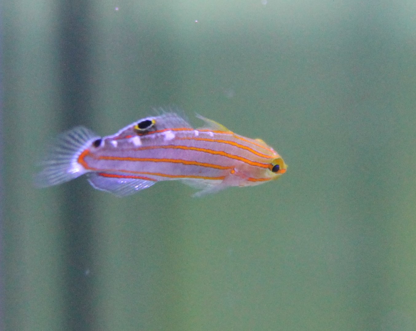 Amblygobius rainfordi