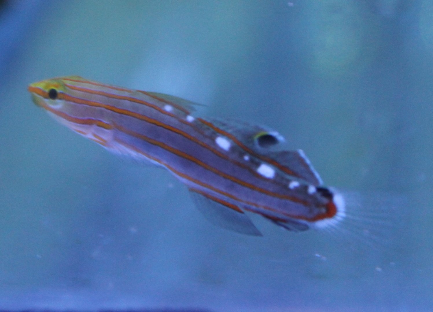 Amblygobius rainfordi