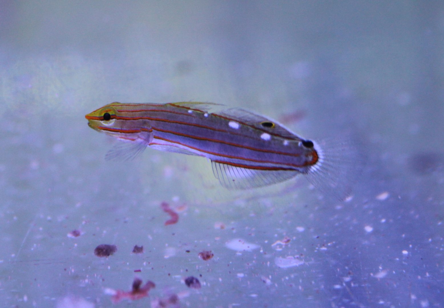 Amblygobius rainfordi