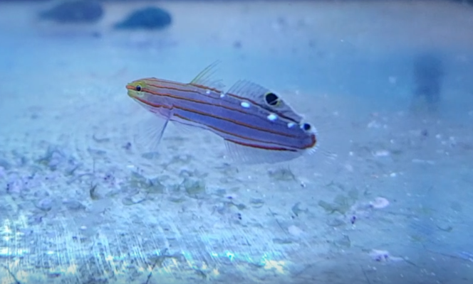 Amblygobius rainfordi