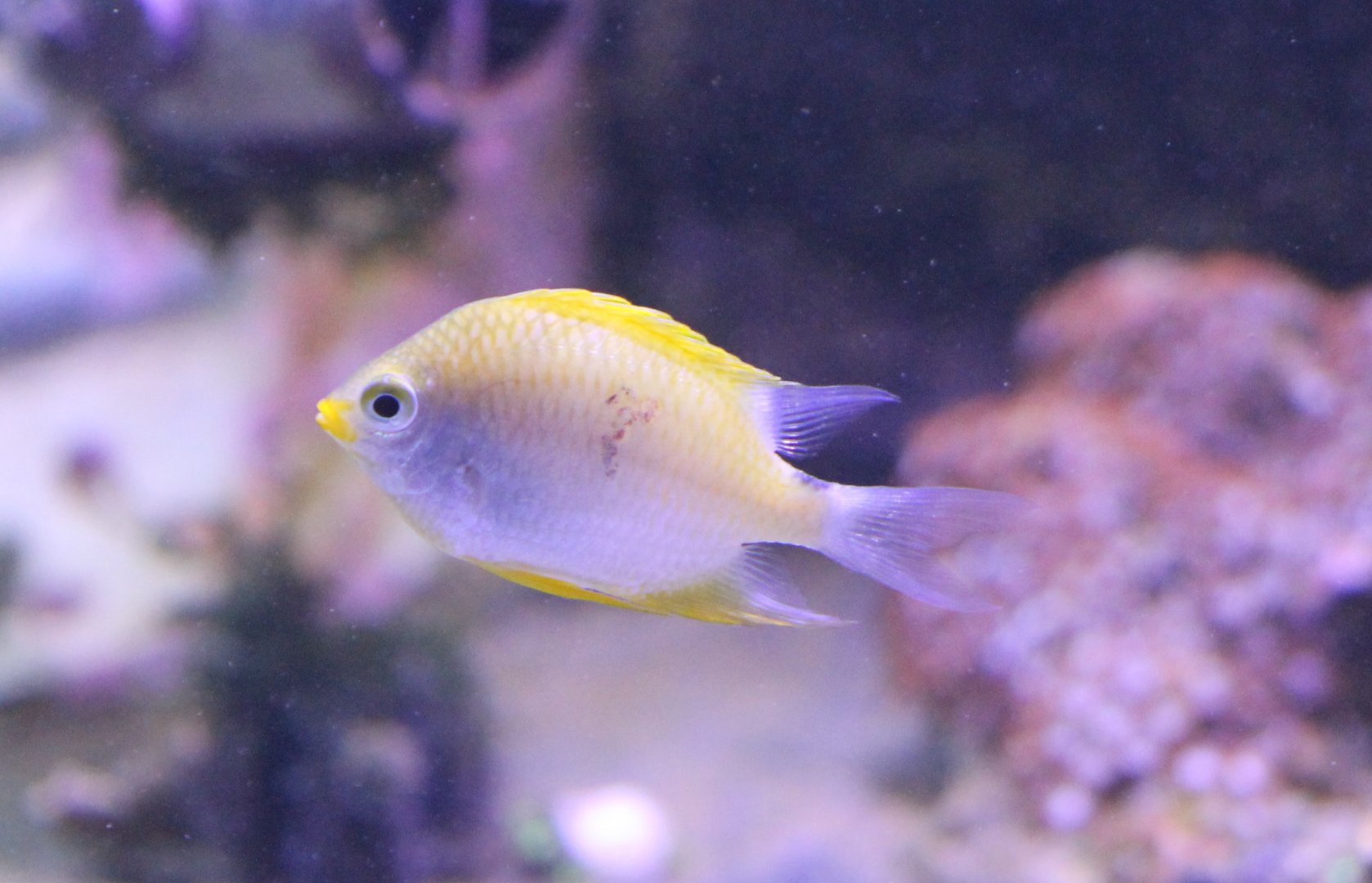 Amblyphidodon aureus